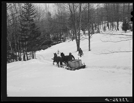 Gathering sap for maple syrup on Frank Schutleff's farm of about 400 acres originally purchased by grandfather in 1840. He raised sheep, cows, cuts lumber and has been making maple syrup for about thirty five years. Sugaring brings in about one thousand dollars annually. Because of the deep snow thi