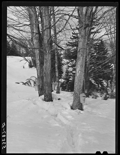 Untitled photo, possibly related to: Gathering sap for maple syrup on Frank Schutleff's farm of about 400 acres originally purchased by grandfather in 1840. He raised sheep, cows, cuts lumber and has been making maple syrup for about thirty five years. Sugaring brings in about one thousand dollars a