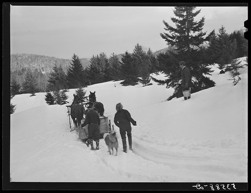 Untitled photo, possibly related to: Gathering sap for maple syrup on Frank Schutleff's farm of about 400 acres originally purchased by grandfather in 1840. He raised sheep, cows, cuts lumber and has been making maple syrup for about thirty five years. Sugaring brings in about one thousand dollars a