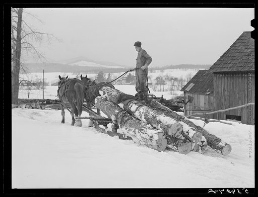 Hired man hauling logs with sled and team on farm near Waterbury, Vermont. He said "There ain't nothin' meaner than a log except a woman when she wants to be, and they're just as stubborn"