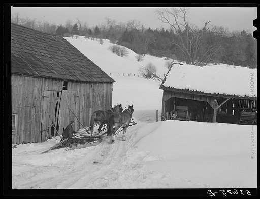 Hired man on farm near Waterbury, Vermont, going to haul logs with sled and team