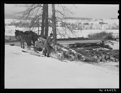 Hired man hauling logs with sled and team on farm near Waterbury, Vermont. He said "There ain't nothin' meaner than a log except a woman when she wants to be, and they're just as stubborn." They sold the timber to a lumber company