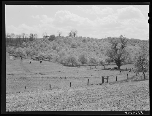 Apple orchards in blossom in the spring in the fertile Shenandoah. Virginia