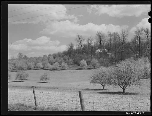 Apple orchards in blossom in the spring in the fertile Shenandoah. Virginia