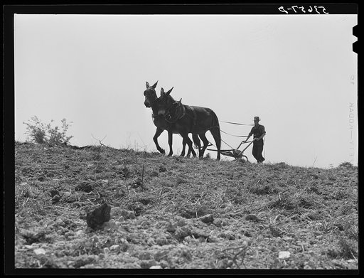 Spring plowing in eastern Tennessee