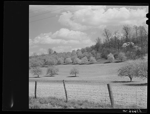 Apple orchards in blossom in the spring in the fertile Shenandoah. Virginia