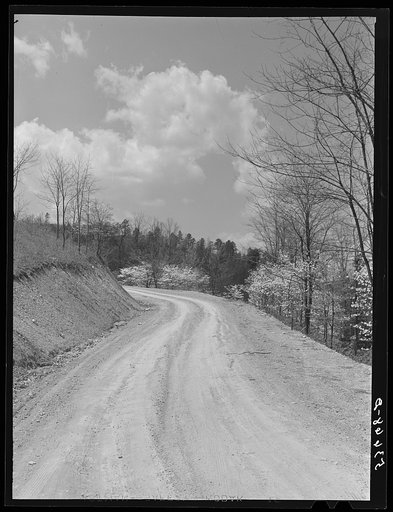 Country road with dogwood in blossom in the spring. Shenandoah Valley, Virginia