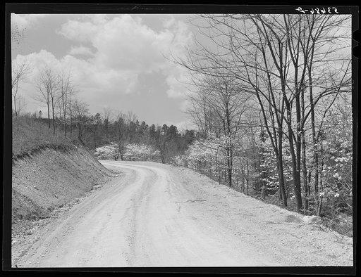 Country road with dogwood in blossom in the spring. Shenandoah Valley, Virginia