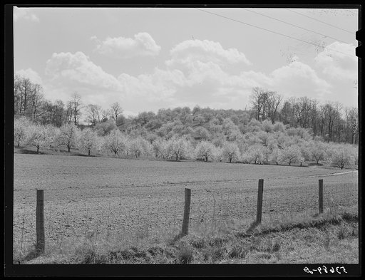 Apple orchards in blossom in the spring in the fertile Shenandoah. Virginia