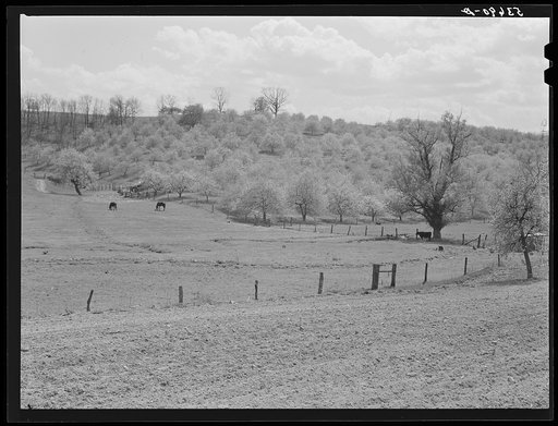 Apple orchards in blossom in the spring in the fertile Shenandoah. Virginia