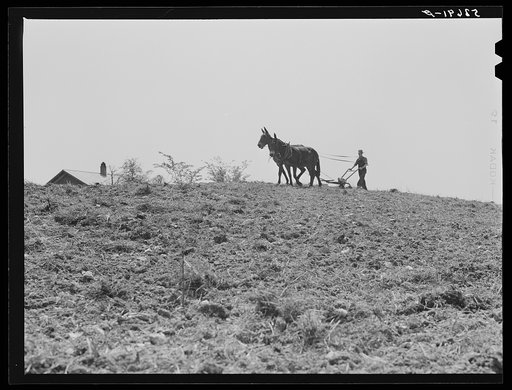 Untitled photo, possibly related to: Spring planting, Shenandoah Valley, Virginia