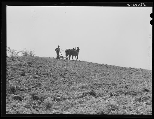 Untitled photo, possibly related to: Spring planting, Shenandoah Valley, Virginia