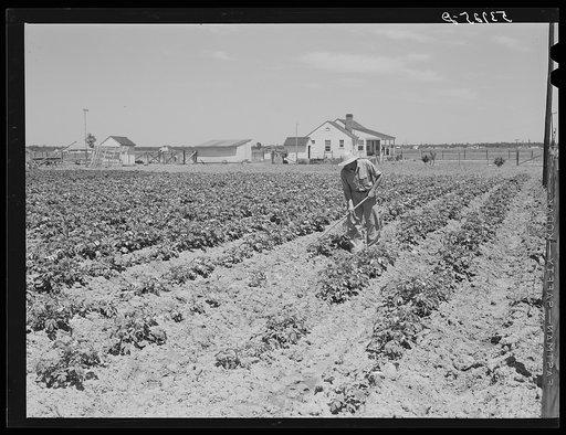Untitled photo, possibly related to: Herman [sic] Ward in his garden with his new home in background. Plum Bayou Project, Arkansas (see general caption)