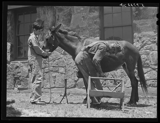 Shoeing a mule at community service center. Faulkner County, Centerville, Arkansas (see general caption)