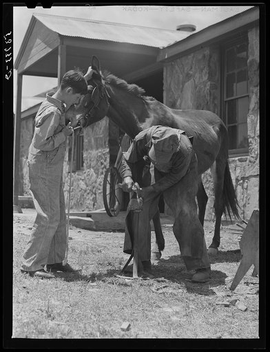 Shoeing a mule at community service center. Faulkner County, Centerville, Arkansas (see general caption)