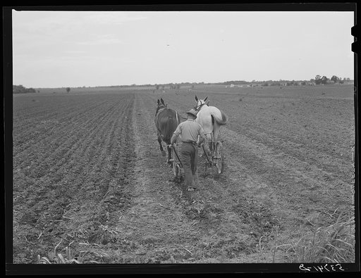 FSA (Farm Security Administration) client cultivating his cotton field. Plum Bayou Project, Arkansas