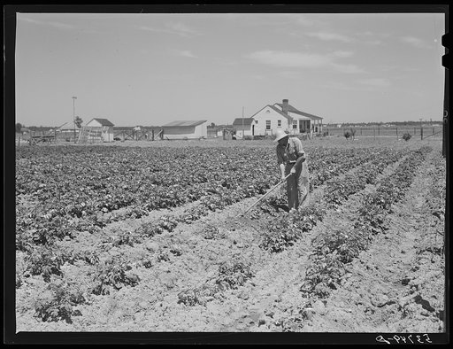 Herman [sic] Ward in his garden with his new home in background. Plum Bayou Project, Arkansas (see general caption)