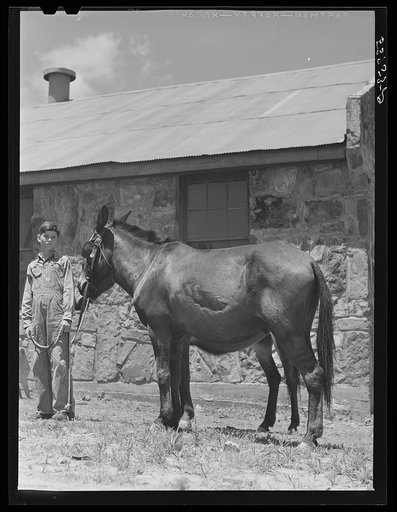 Untitled photo, possibly related to: Shoeing a mule at blacksmith shop. Community service center, Faulkner County, Centerville, Arkansas (see general caption)