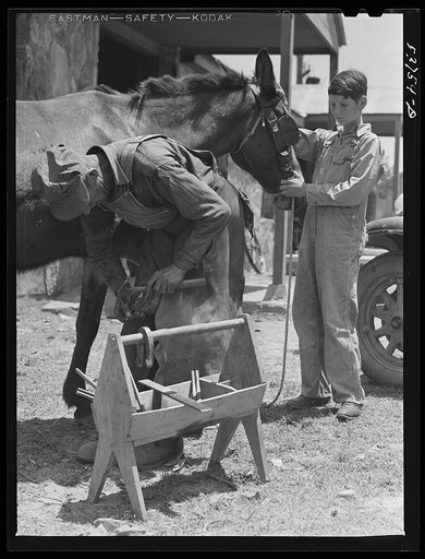 Shoeing a mule at blacksmith shop. Community service center, Faulkner County, Centerville, Arkansas (see general caption)