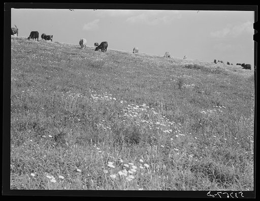 Untitled photo, possibly related to: Cattle and livestock grazing along Mississippi River levee near Lake Providence, Louisiana