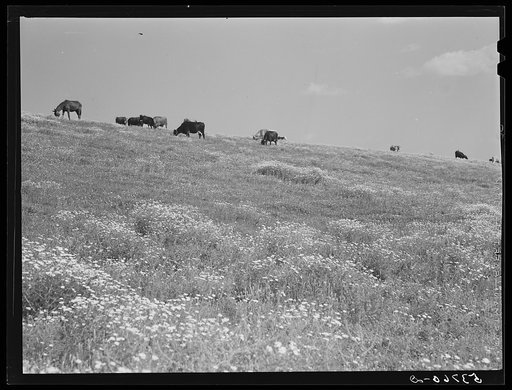 Cattle and livestock grazing along Mississippi River levee near Lake Providence, Louisiana
