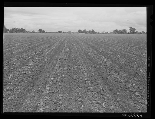 Untitled photo, possibly related to: Rows of cotton that is just coming up around tenant houses. Mississippi Delta