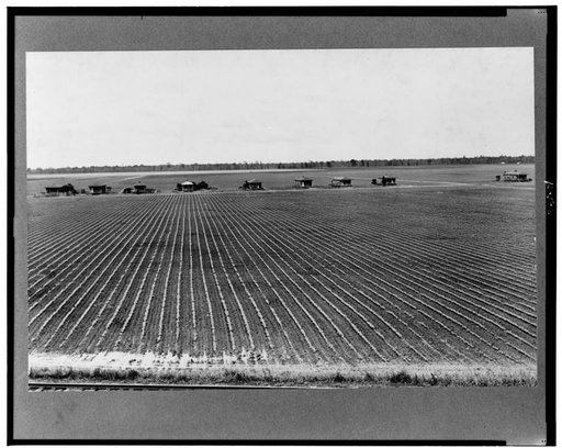 Tenant houses on cotton plantation. Rolling Fork, Mississippi
