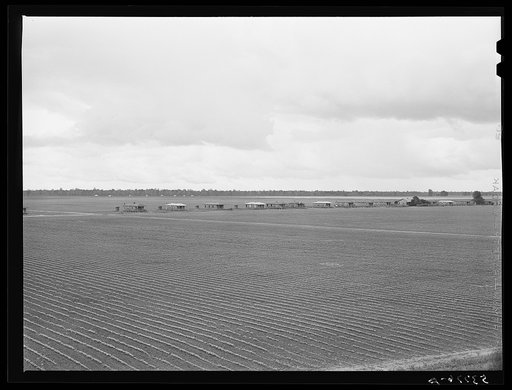 Tenant houses on cotton plantation. Rolling Fork, Mississippi