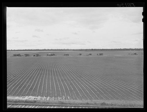Untitled photo, possibly related to: Tenant houses on cotton plantation. Rolling Fork, Mississippi