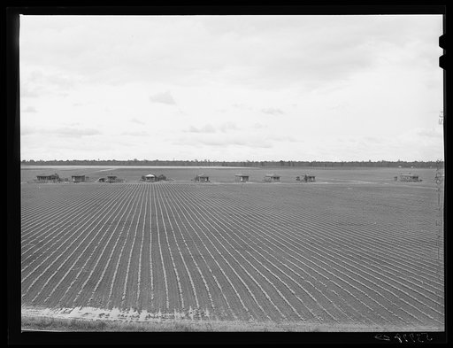 Untitled photo, possibly related to: Tenant houses on cotton plantation. Rolling Fork, Mississippi