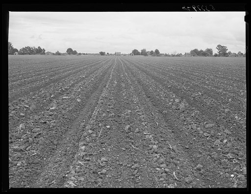 Rows of cotton that is just coming up around tenant houses. Mississippi Delta