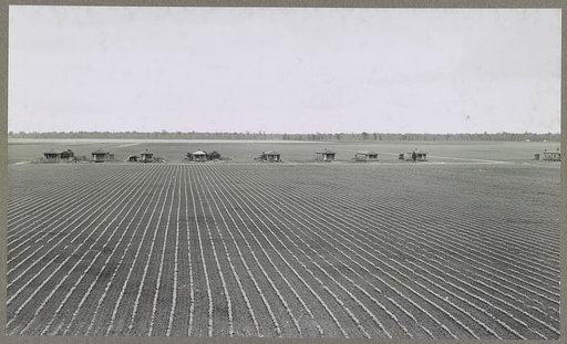 Rows of young cotton around tenant houses. Mississippi Delta