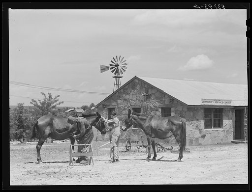 Mules at blacksmith shop for shoeing. Community service center, Faulkner County, Centerville, Arkansas (see general caption)