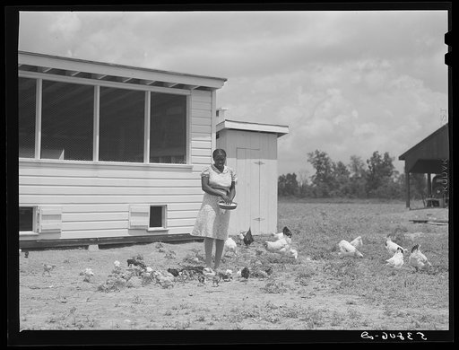 Untitled photo, possibly related to: Violet Davenport with her chickens by new chicken house. La Delta Project, Thomastown, Louisiana