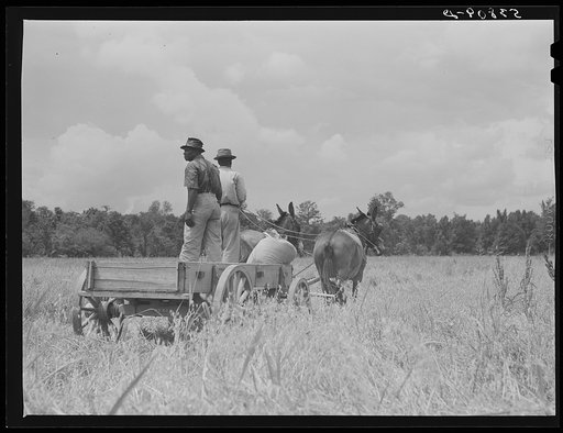 Wagon picking up bags of oats just threshed on La Delta Project. Thomastown, Louisiana