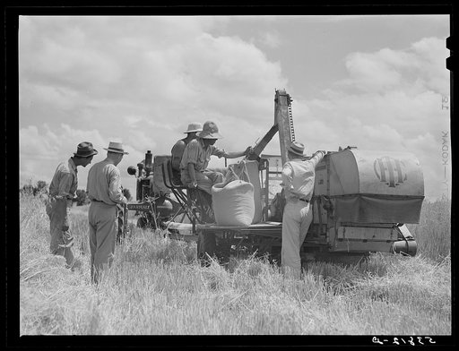 Willy Roberts, county supervisor, inspecting new co-op combine purchased through FSA (Farm Security Administration) to harvest crops of low income farmers and other FSA borrowers. He is demonstrating in his own oat field. Oak Grove, West Carroll Parish, Louisiana