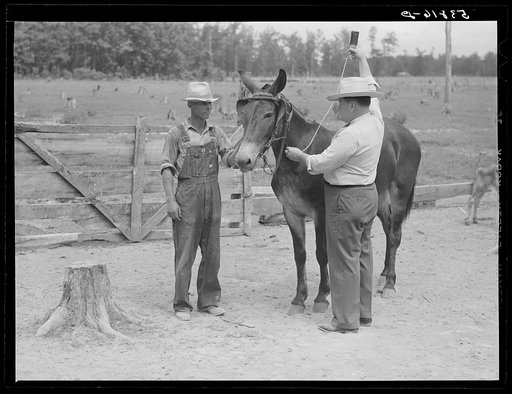Dr. J.D. Jones administers anti-anthrax serum intravenously to one of H.W. Jone's mules, FSA (Farm Security Administration) borrower getting benefit of veterinary cooperative in West Carroll Parish, Louisiana