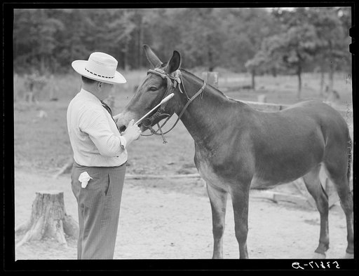 Dr. J.D. Jones administers worm treatment with capsule to mule belonging to H.W. Jones, FSA (Farm Security Administration) borrower getting benefit of veterinary cooperative in West Carroll Parish, Louisiana
