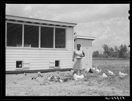 Violet Davenport with her chickens by new chicken house. La Delta Project, Thomastown, Louisiana