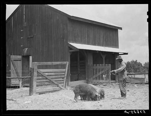 Clifton Davenport feeding some of his hogs by new barn. La Delta Project, Thomastown, Louisiana