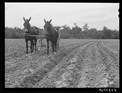 Untitled photo, possibly related to: Pleas Rodden, FSA (Farm Security Administration) rural rehabilitation borrower, cultivating his cotton. West Carroll Parish, Louisiana