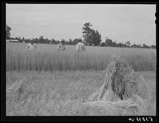 Untitled photo, possibly related to: Willie R. Robert, Parish supervisor and his assistant farm supervisor, examining Pleas W. Rodden's oats to see if they are ready for harvesting. Mr. Rodden is a FSA (Farm Security Administration) rural rehabilitation borrower in West Carroll Parish, Louisiana