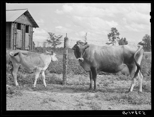 Untitled photo, possibly related to: Cow belonging to Pleas Rodden's family, FSA (Farm Security Administration) rehabilitation borrowers in West Carroll Parish, Louisiana