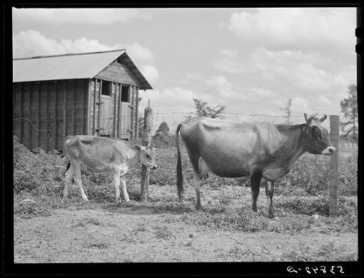 Untitled photo, possibly related to: Cow belonging to Pleas Rodden's family, FSA (Farm Security Administration) rehabilitation borrowers in West Carroll Parish, Louisiana