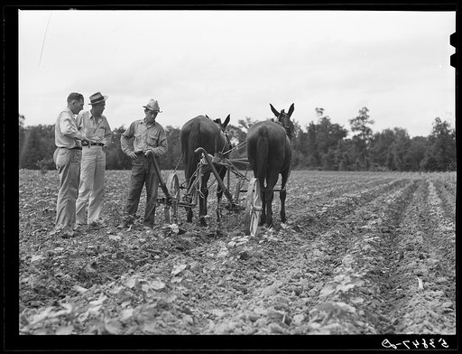 Untitled photo, possibly related to: Pleas Rodden, FSA (Farm Security Administration) rural rehabilitation borrower, cultivating his cotton. West Carroll Parish, Louisiana