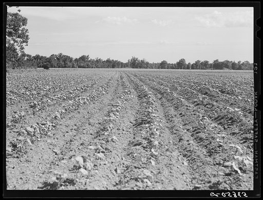 Field of cotton on farm of Pleas W. Rodden, FSA (Farm Security Administration) rural rehabilitation borrower. West Carroll Parish, Louisiana