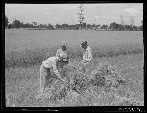 Willie R. Robert, Parish supervisor and his assistant farm supervisor, examining Pleas W. Rodden's oats to see if they are ready for harvesting. Mr. Rodden is a FSA (Farm Security Administration) rural rehabilitation borrower in West Carroll Parish, Louisiana