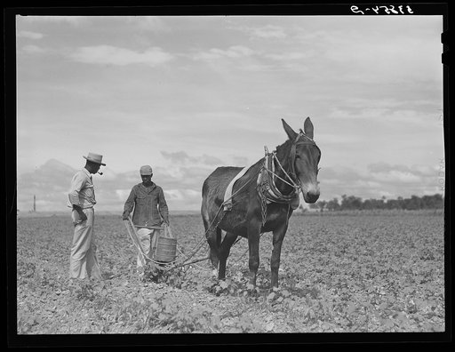 Farm supervisor Eugene T. Martin discussing the cotton crop with George Campbell, who is putting nitrate of soda on it at La Delta Project. Thomastown, Louisiana