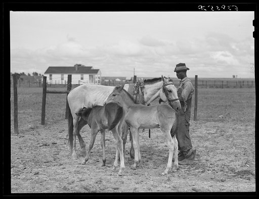 Tom Scott with his mare and two colts which he raised himself on his farm at La Delta Project. Thomastown, Louisiana