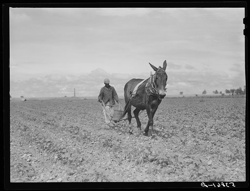 George Campbell putting nitrate of soda on his cotton crop. La Delta Project, Thomastown, Louisiana